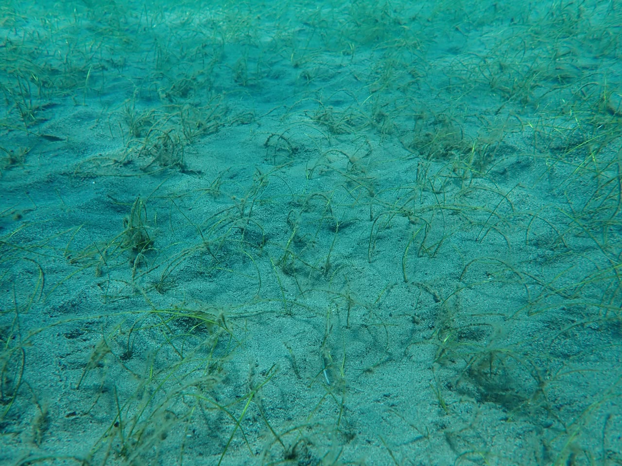 Padang lamun di dasar laut